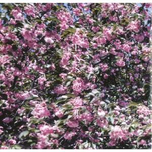 日本女人自慰动态图片
